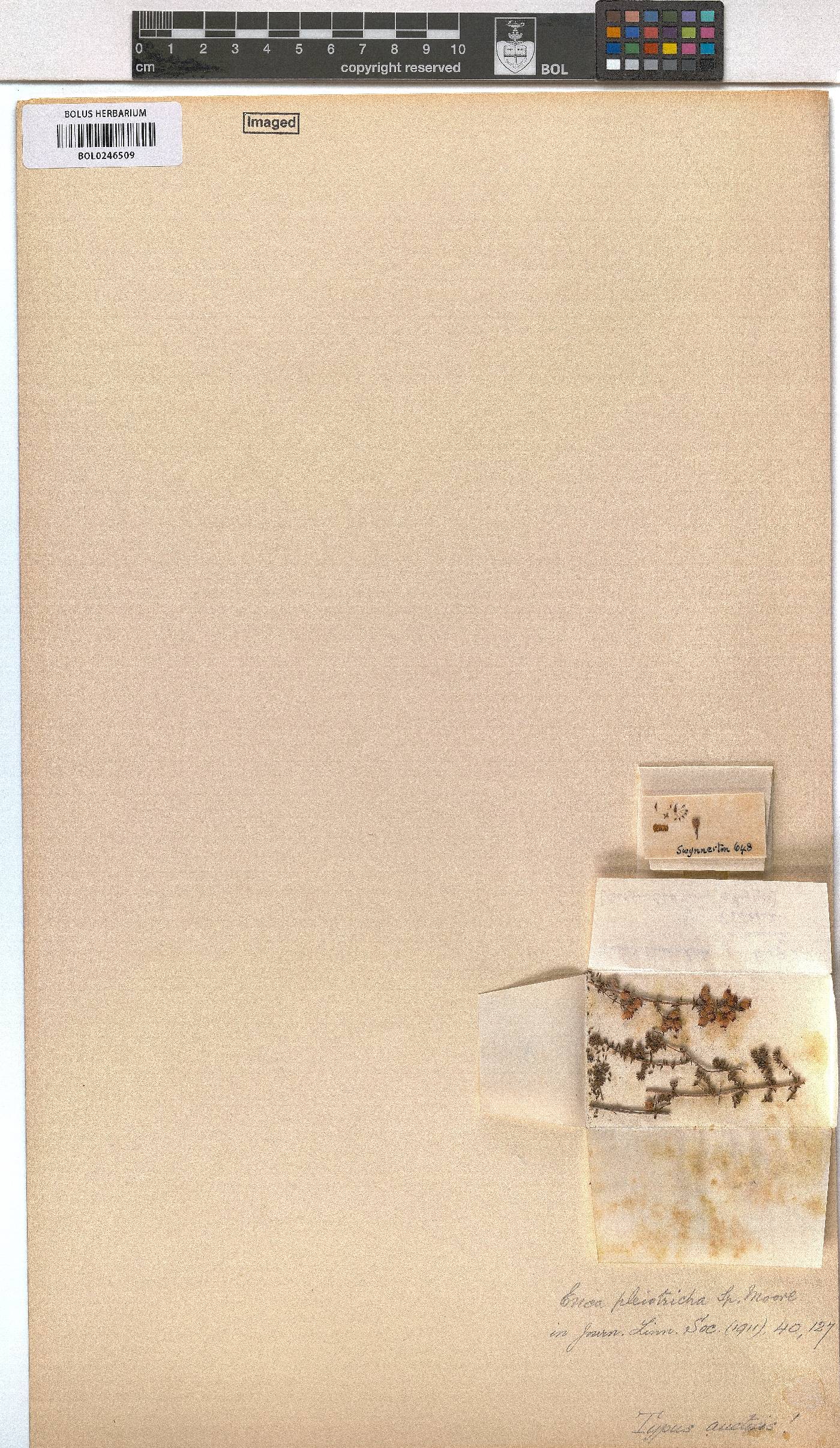 Erica pleiotricha image