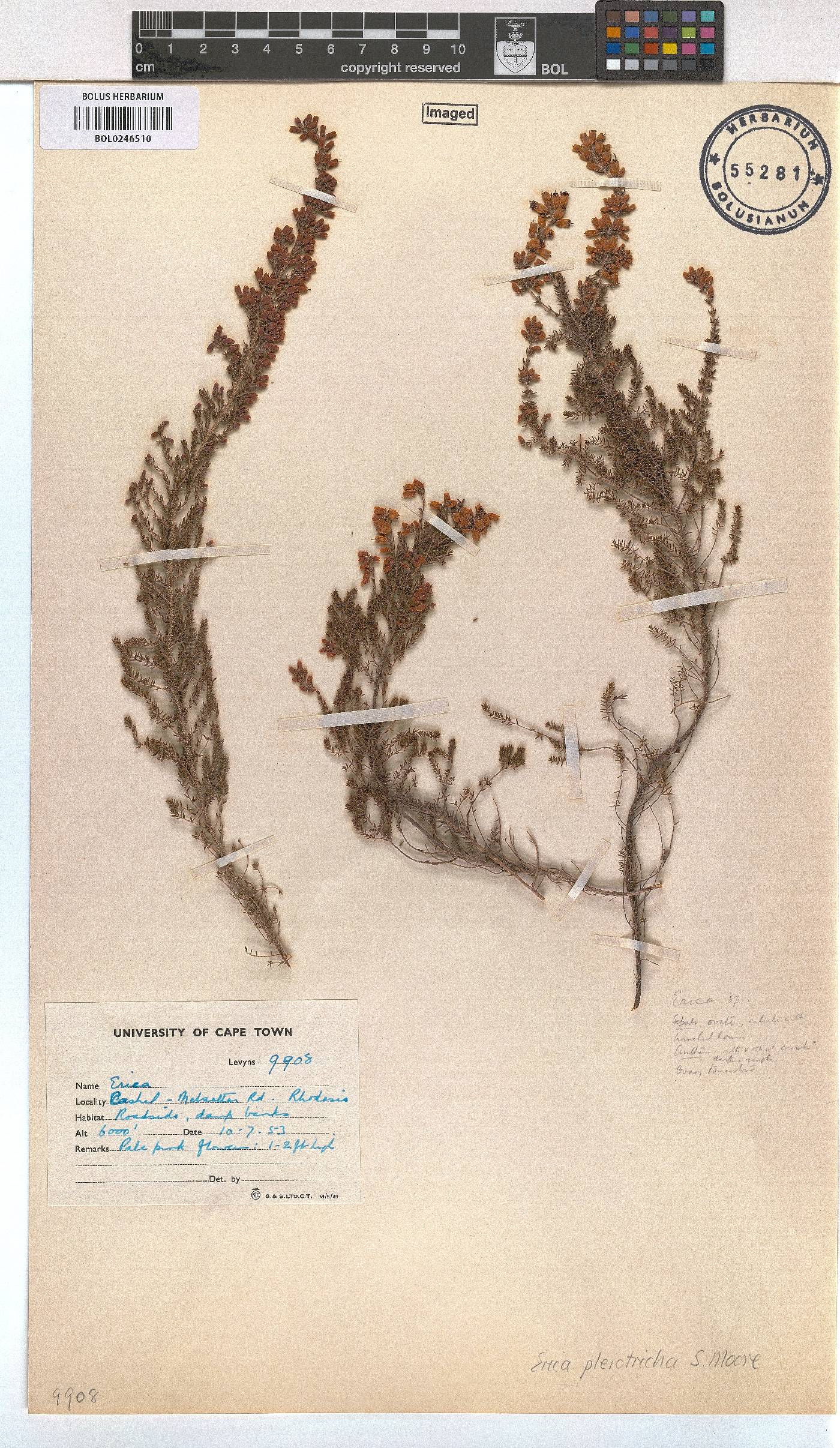 Erica pleiotricha image