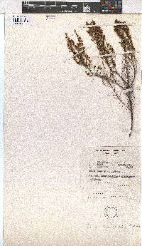 Erica pleiotricha image