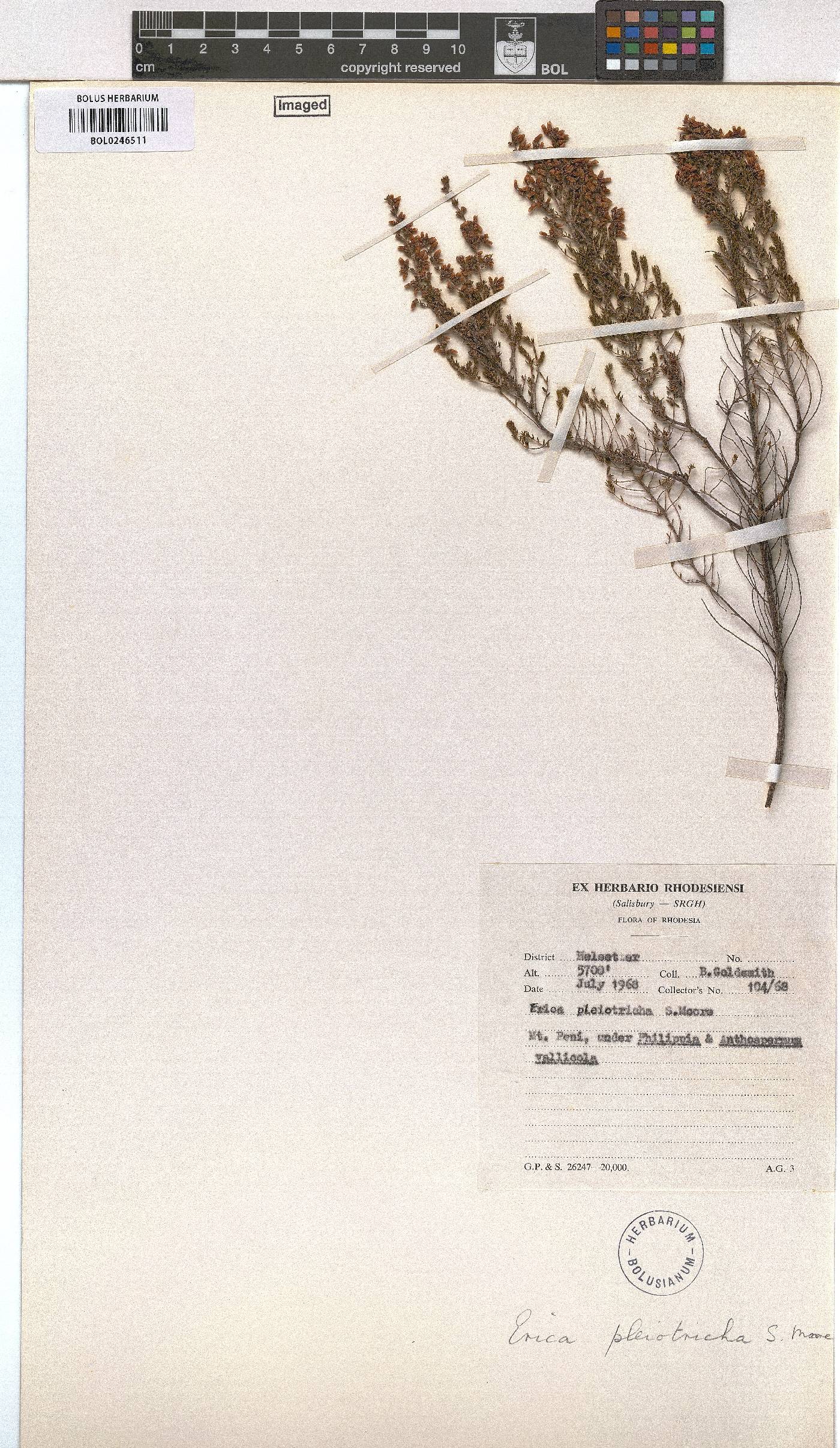 Erica pleiotricha image