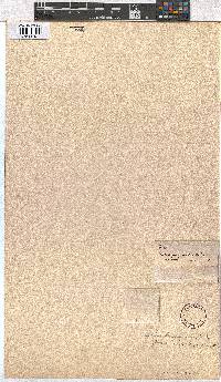 Erica lanceolifera image