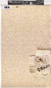 Erica lanceolifera image