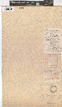 Erica pleiotricha image