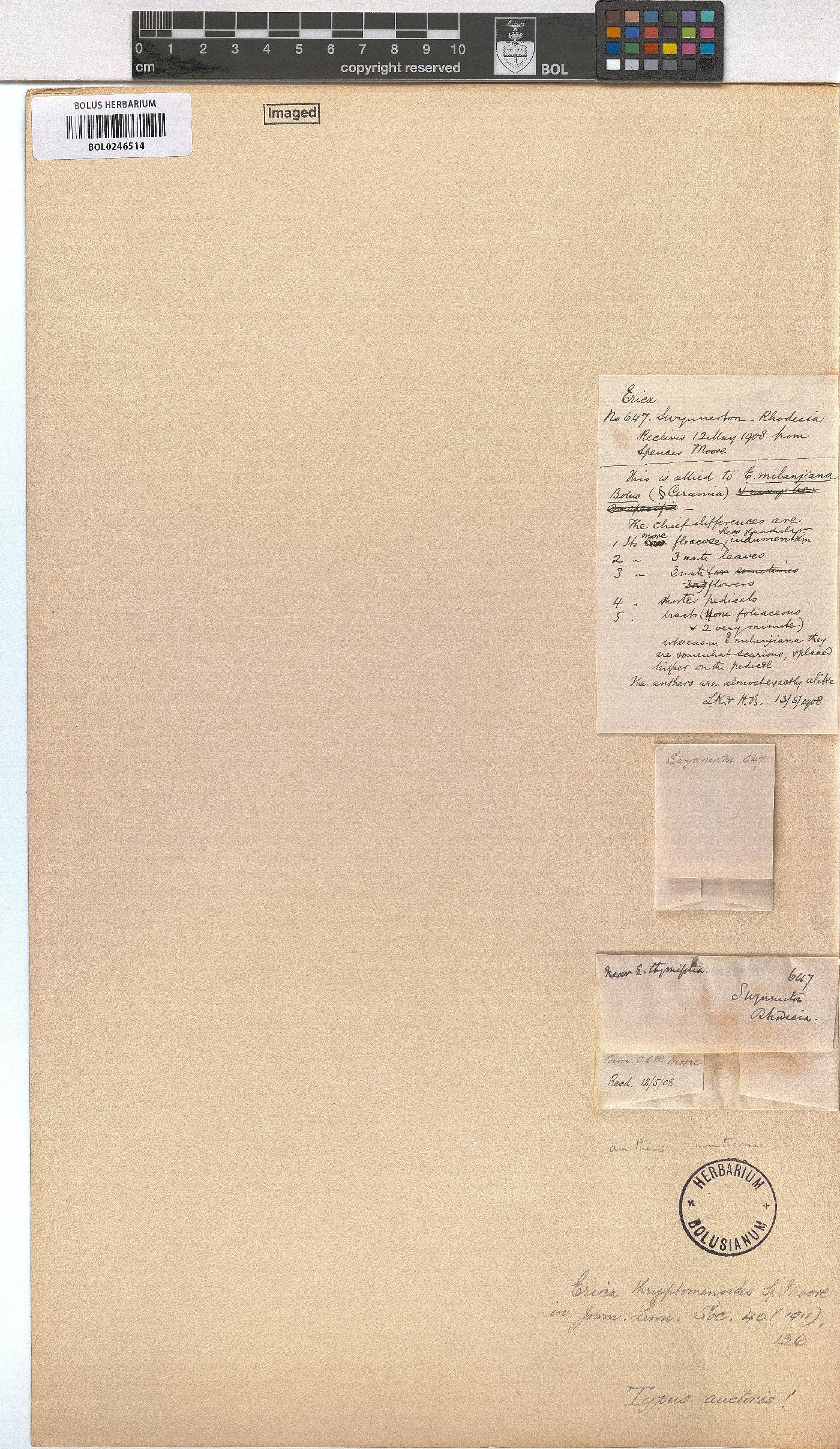 Erica pleiotricha image