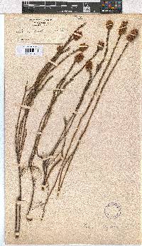 Erica whyteana image