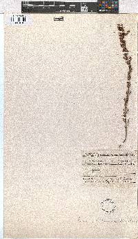 Erica woodii subsp. woodii image