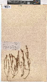 Erica whyteana image