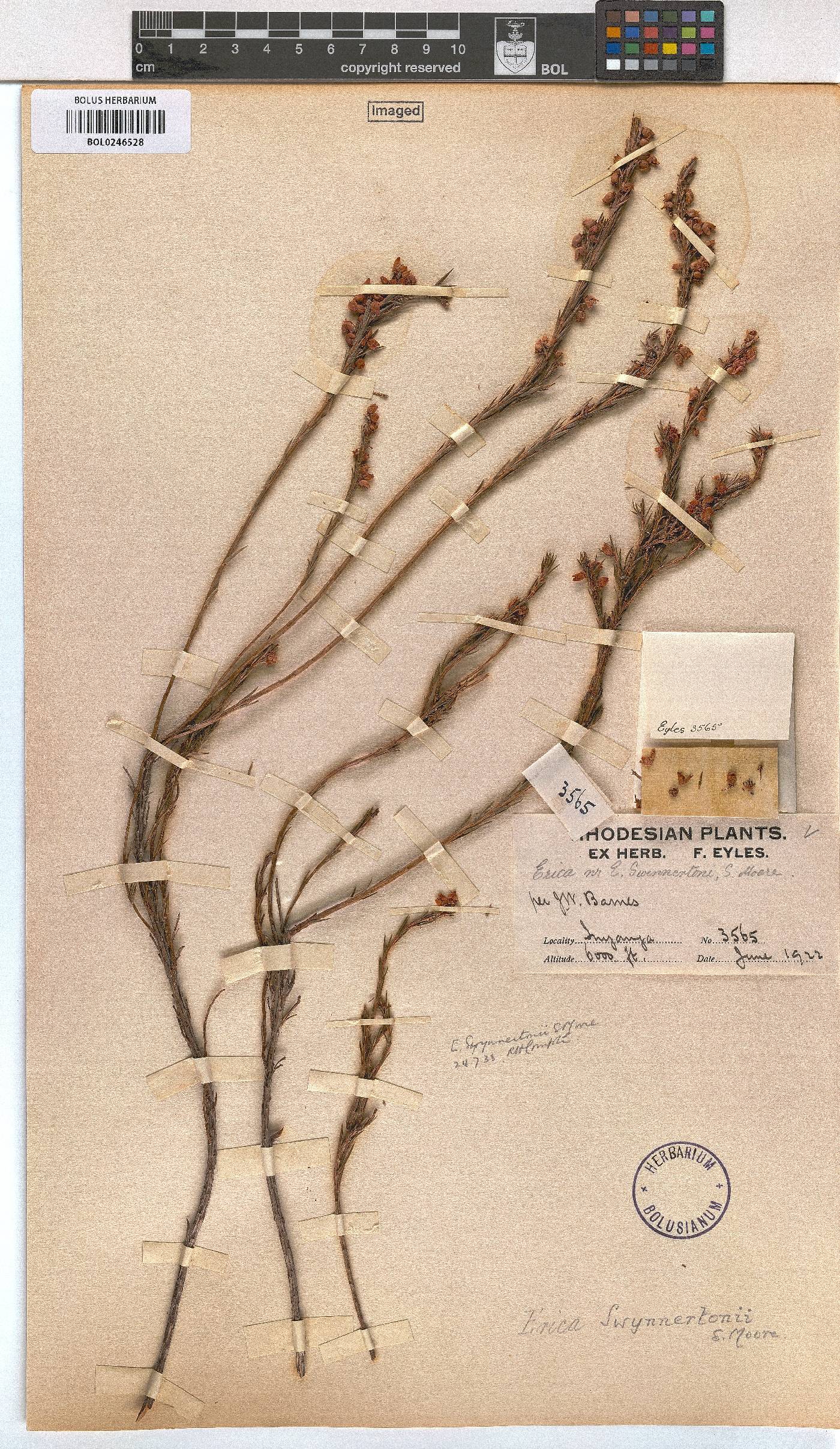 Erica whyteana image