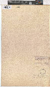 Erica whyteana image