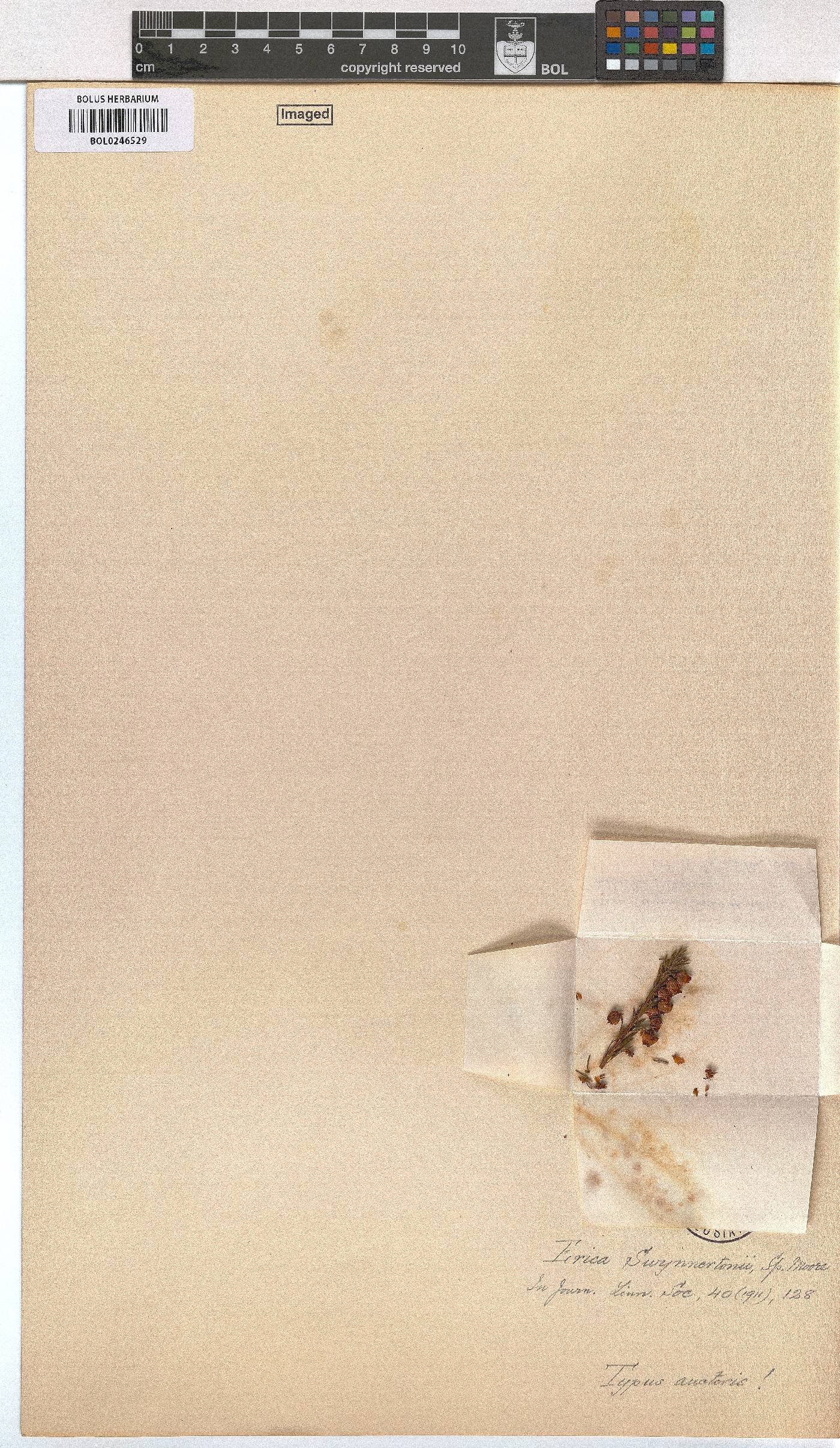Erica whyteana image