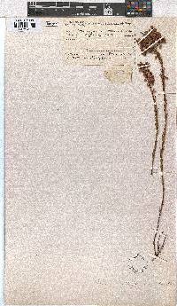 Erica whyteana image