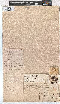 Erica whyteana image