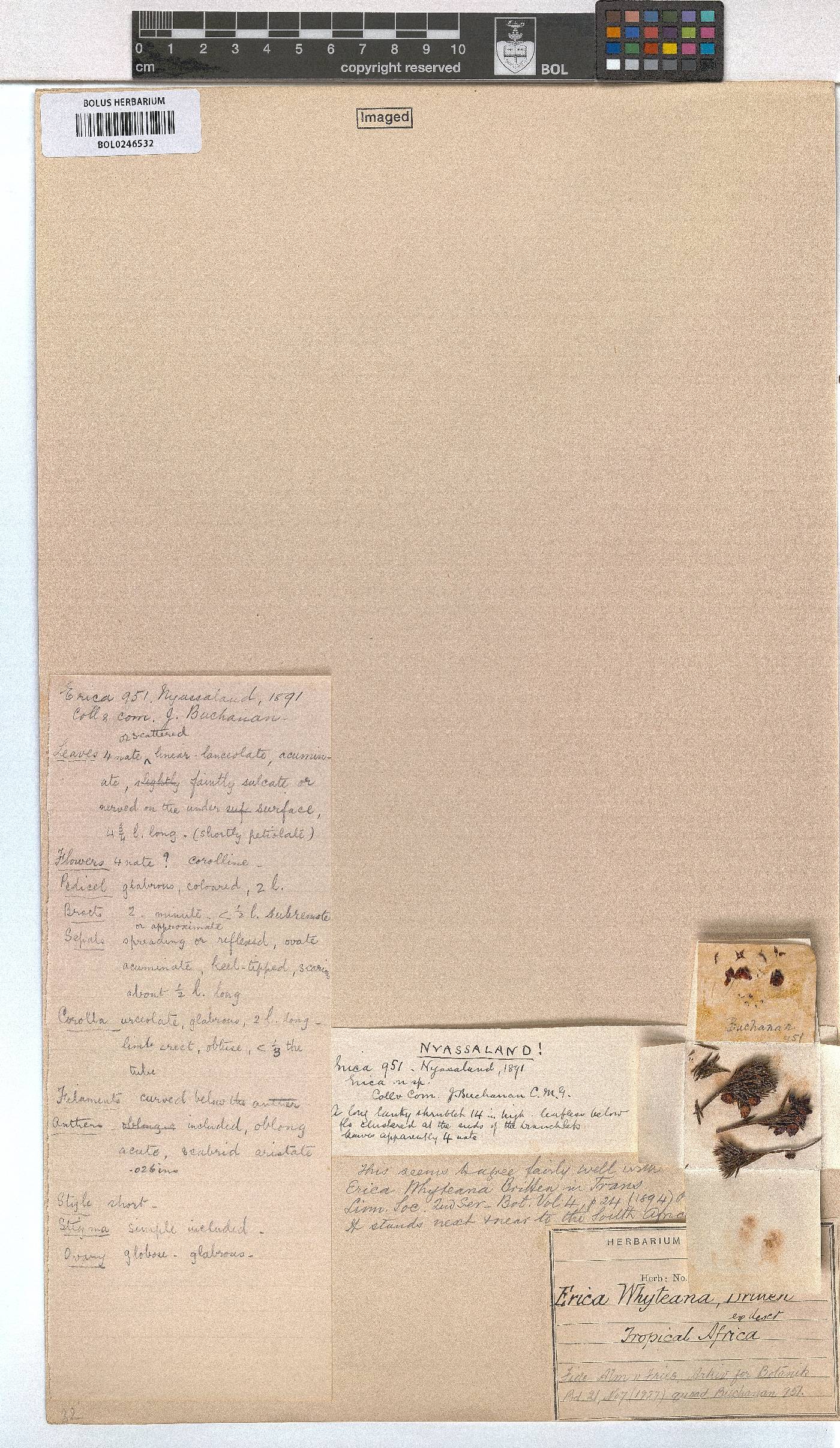 Erica whyteana image