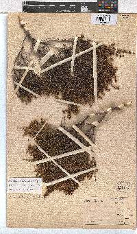 Erica exleeana image