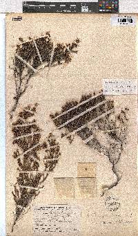 Erica exleeana image