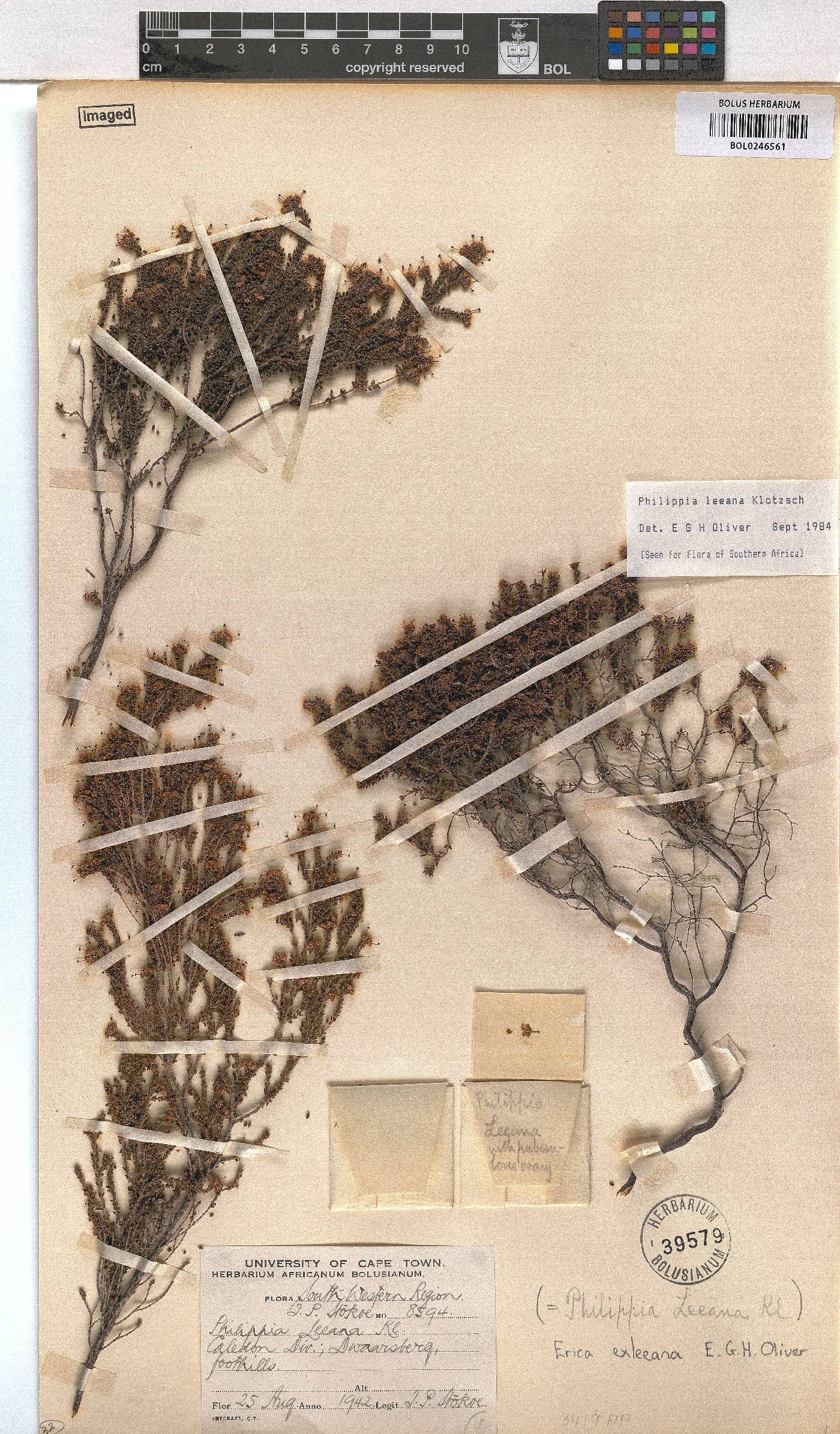 Erica exleeana image