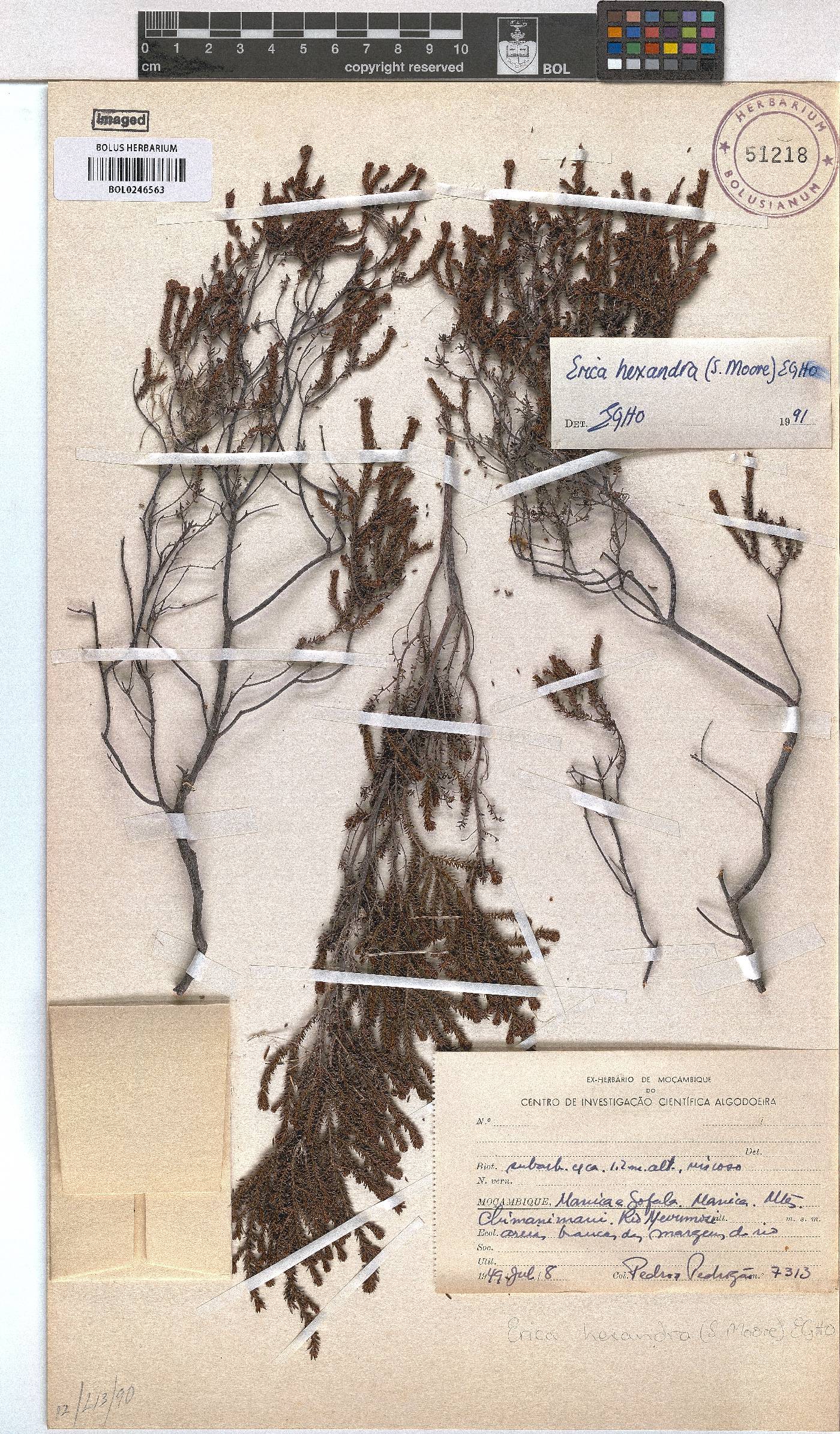 Erica hexandra image