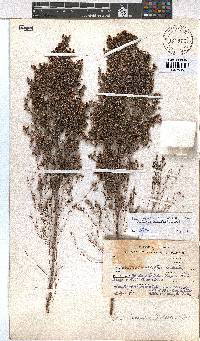 Erica hexandra image