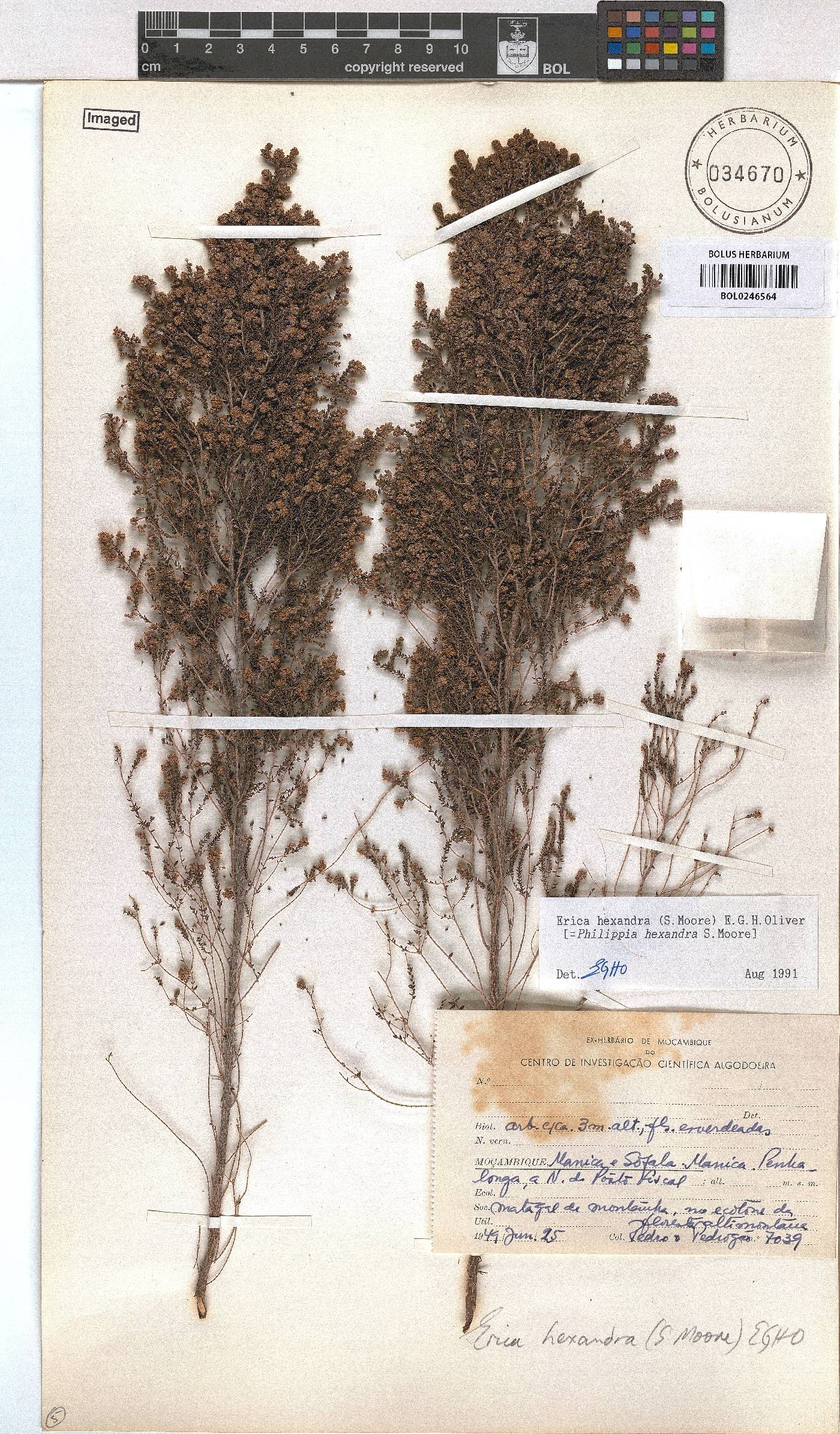 Erica hexandra image