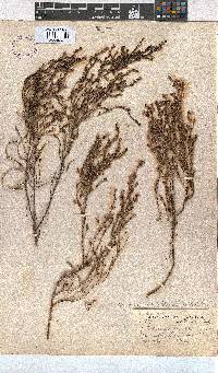 Erica zeyheriana image