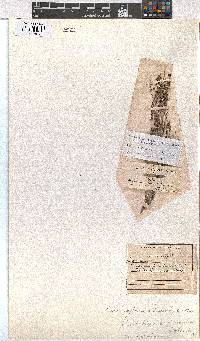 Erica zeyheriana image