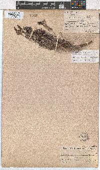 Erica zeyheriana image