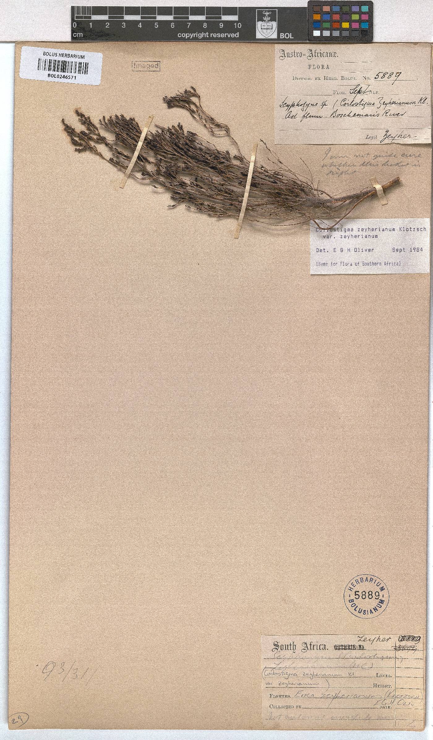 Erica zeyheriana image