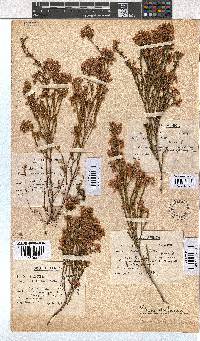 Erica capensis image