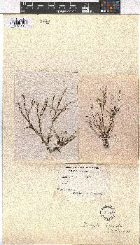 Dictyota fasciola image