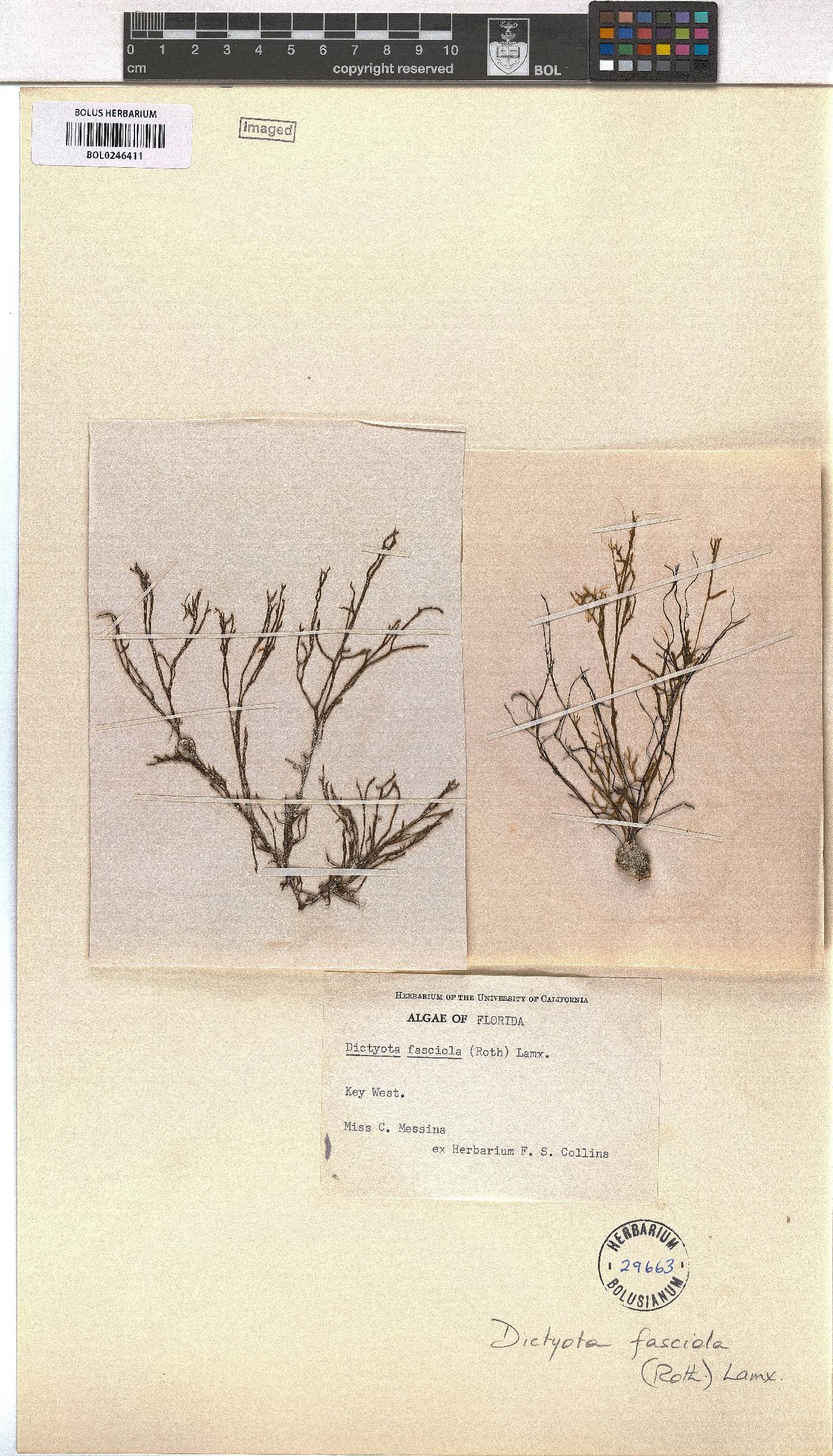 Dictyota fasciola image