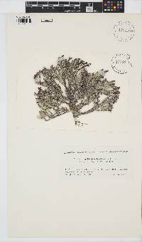 Image of Gelidium yoshidae