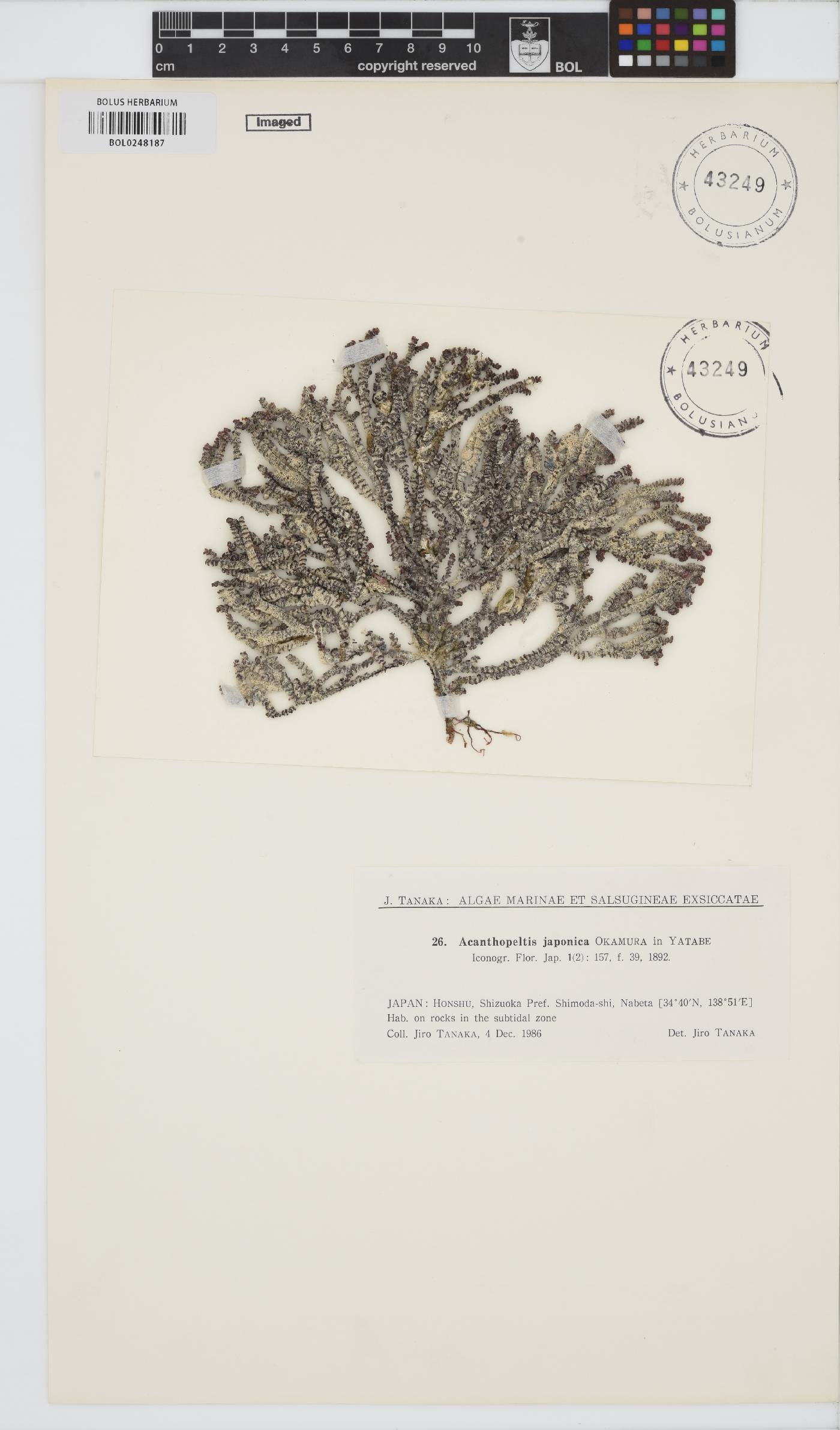 Gelidium yoshidae image