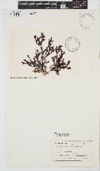 Gelidium yoshidae image