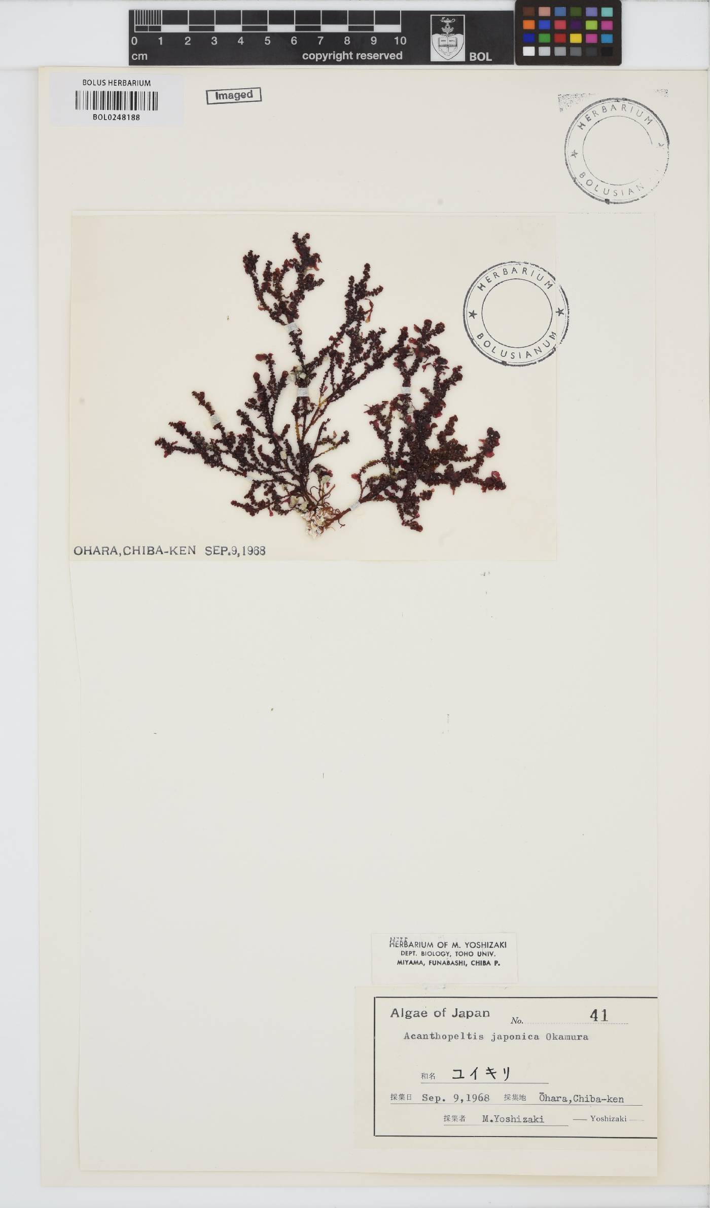 Gelidium yoshidae image