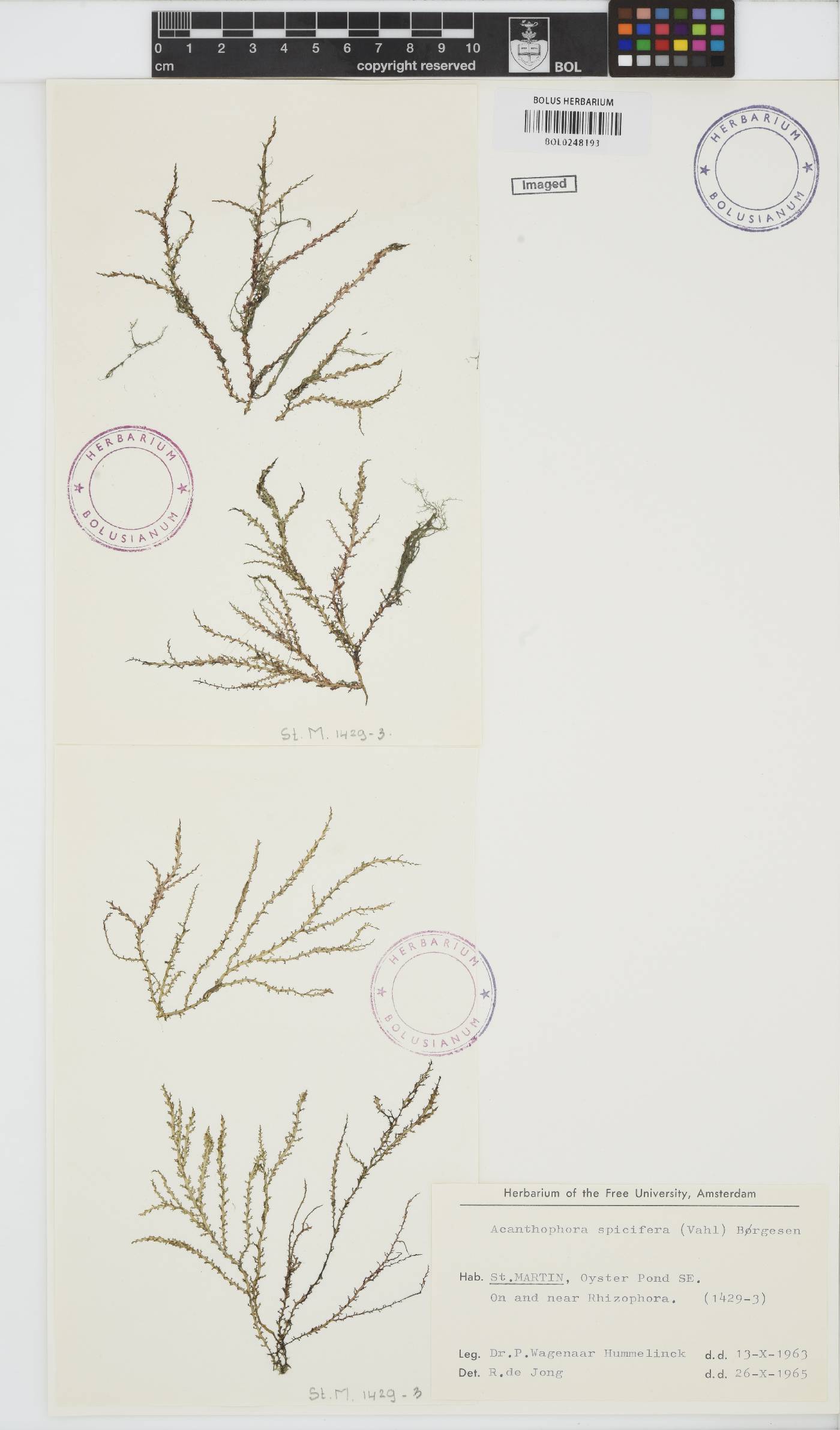 Acanthophora image