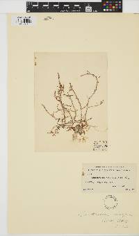 Acanthophora spicifera image