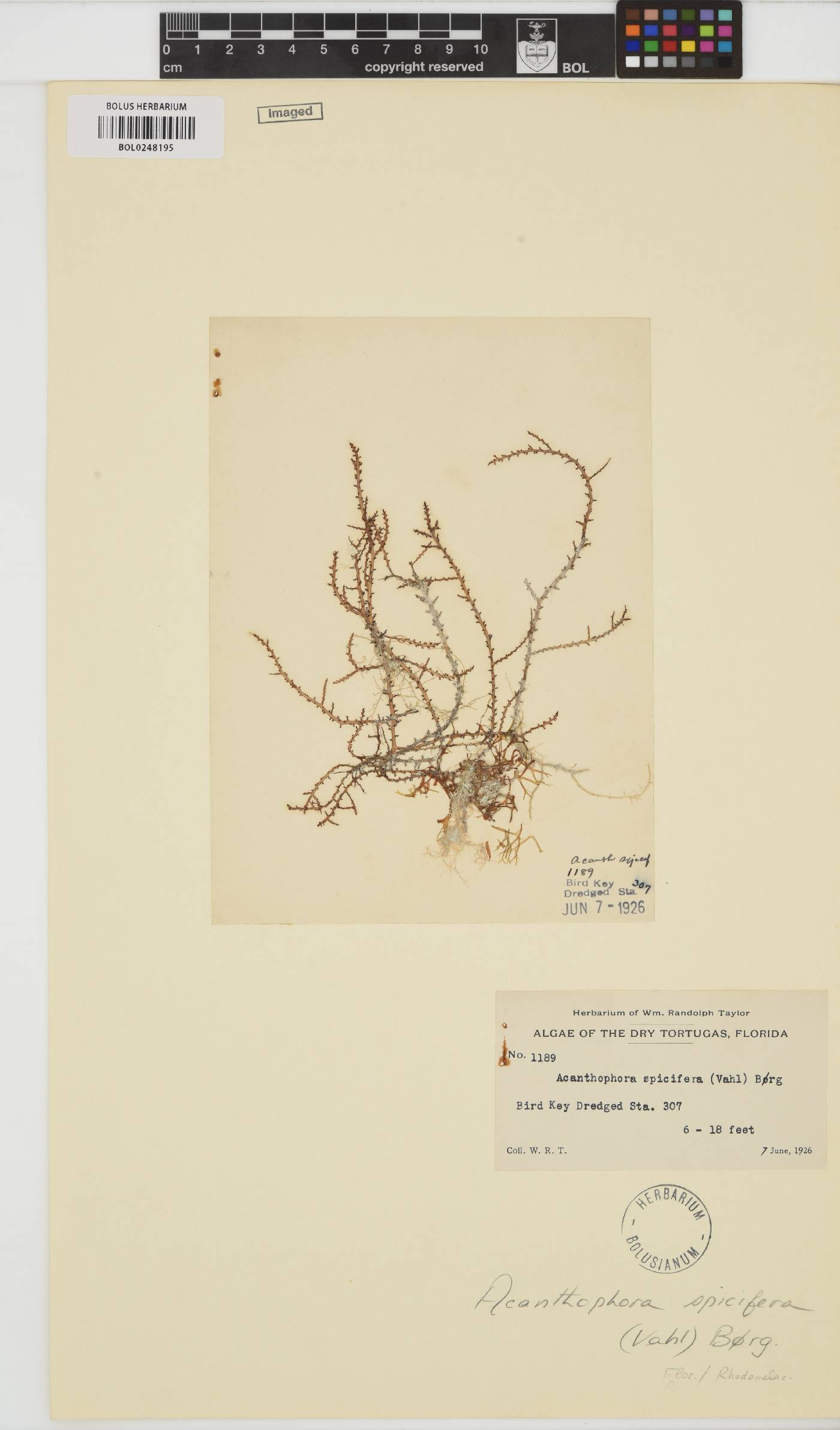 Acanthophora spicifera image
