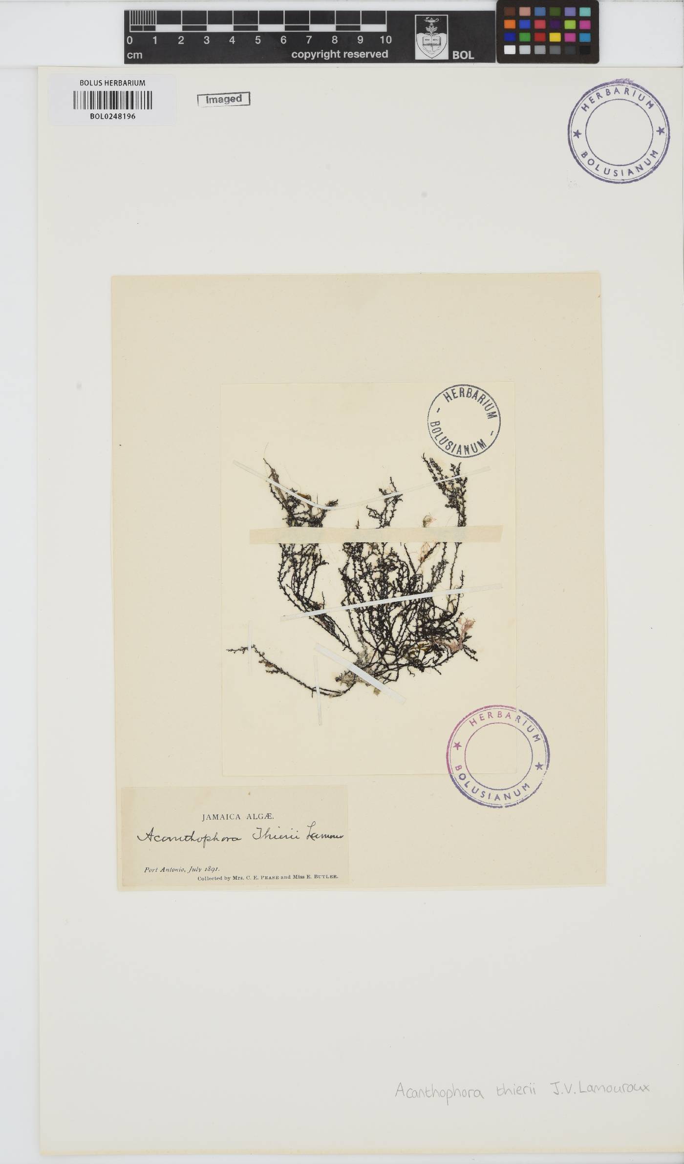 Acanthophora spicifera image