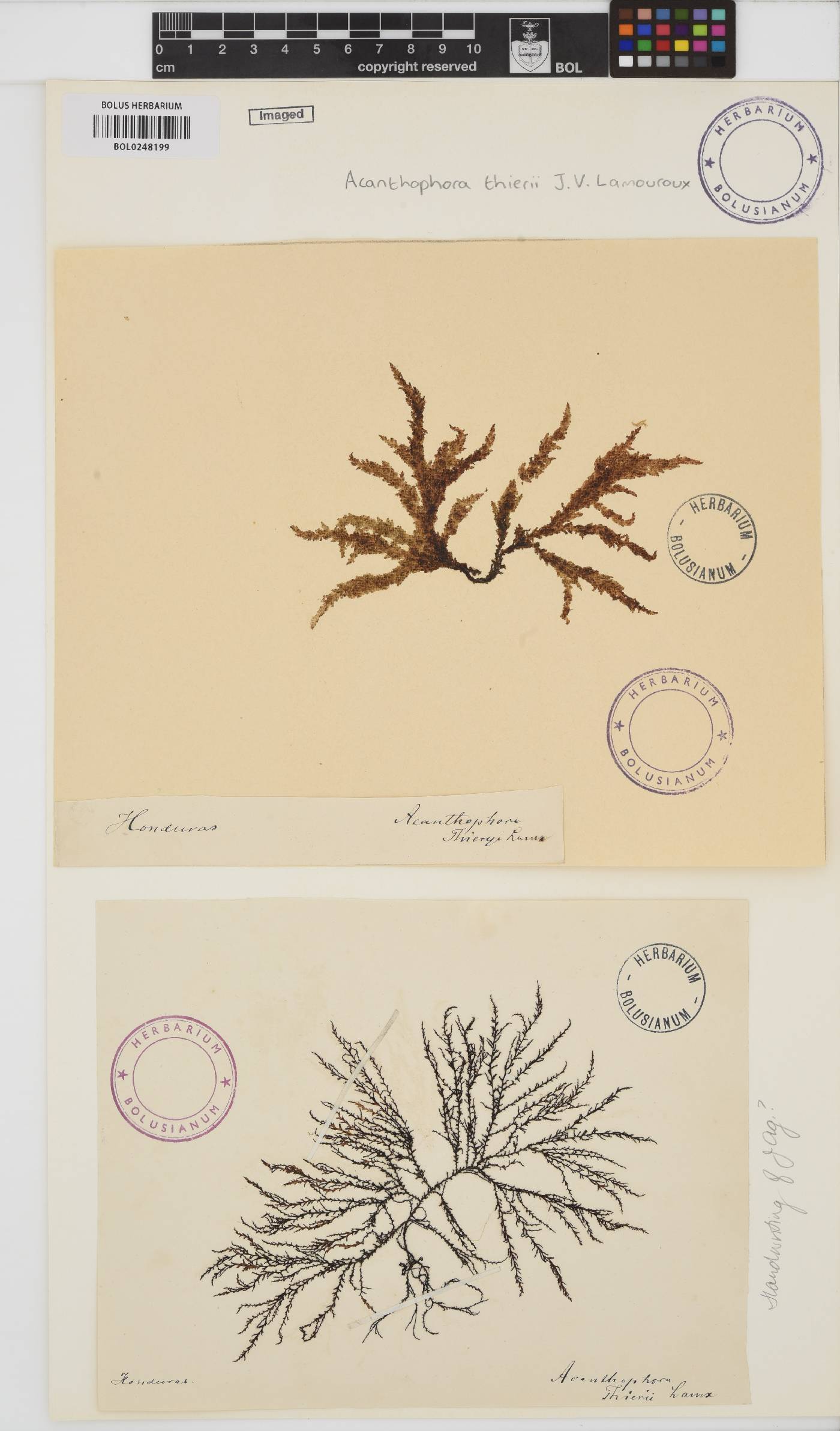 Acanthophora spicifera image