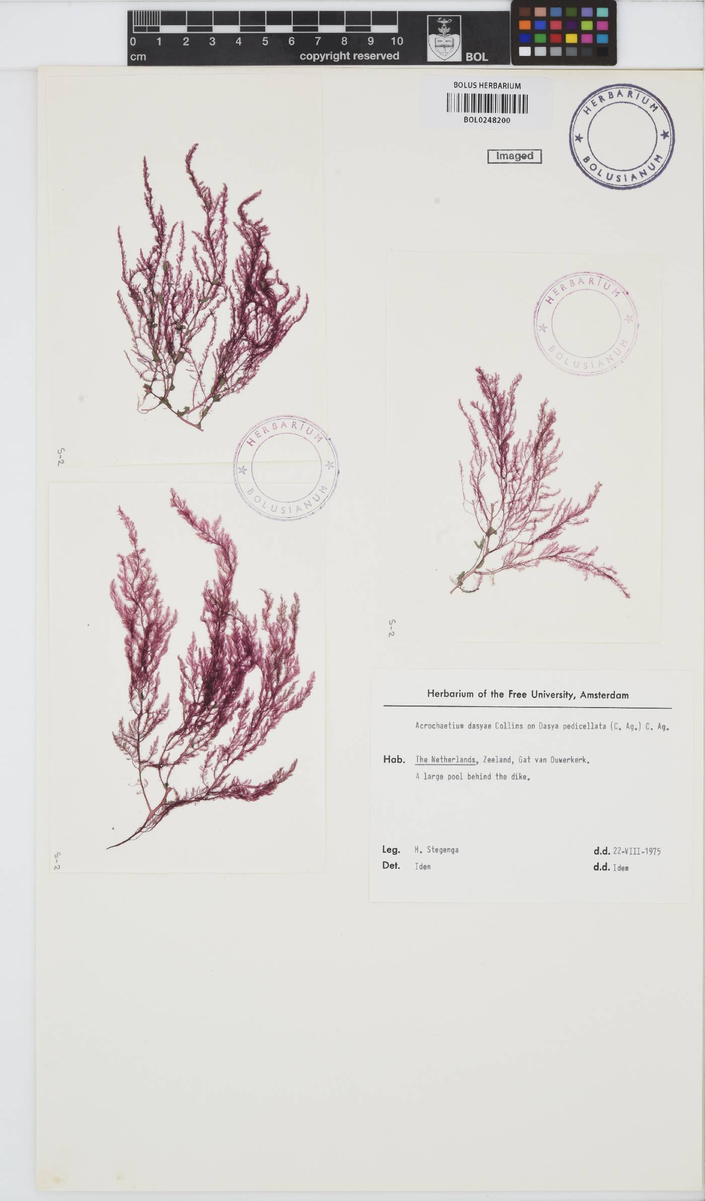 Colaconema image