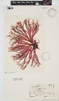 Image of Acrosorium flabellatum