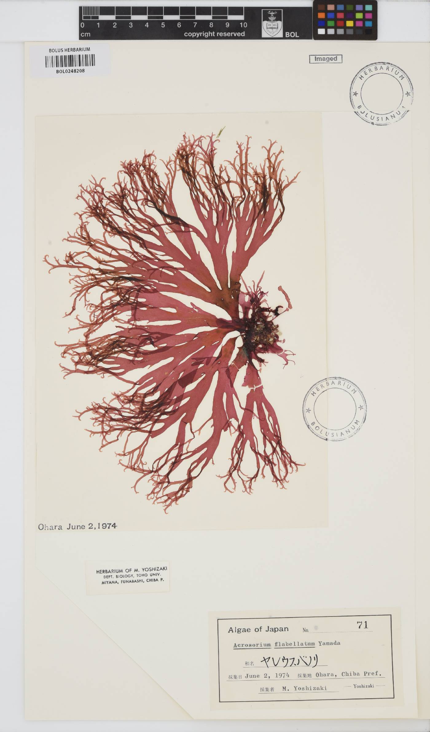 Acrosorium flabellatum image