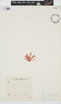 Acrosorium maculatum image