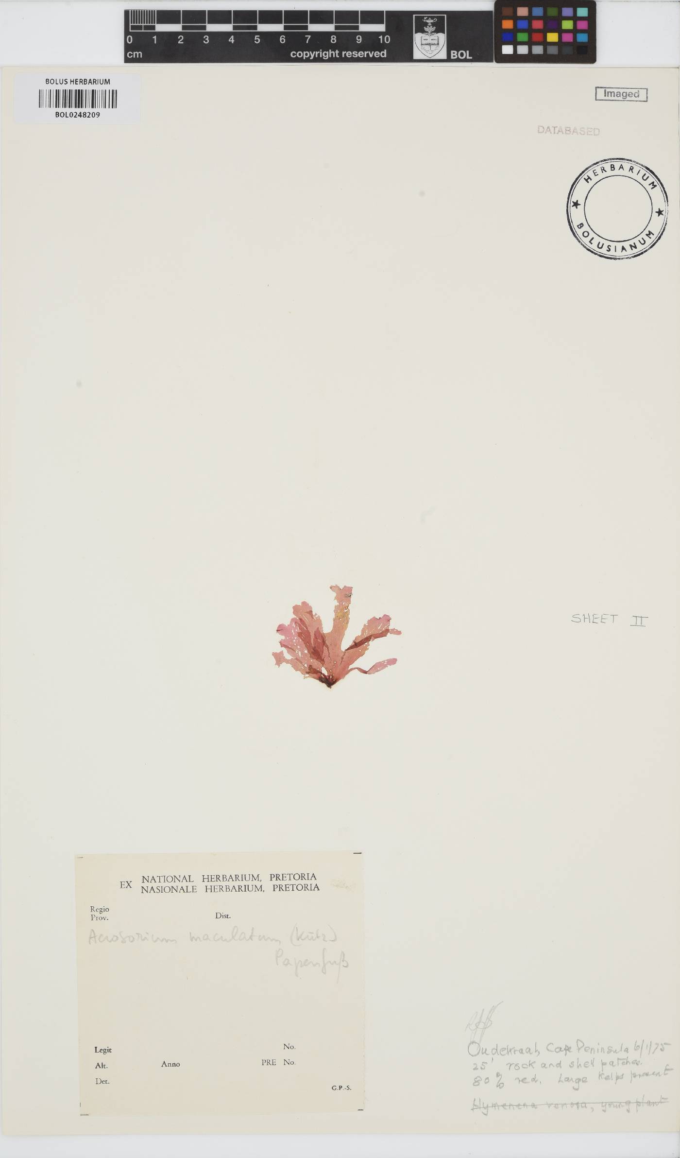 Acrosorium maculatum image