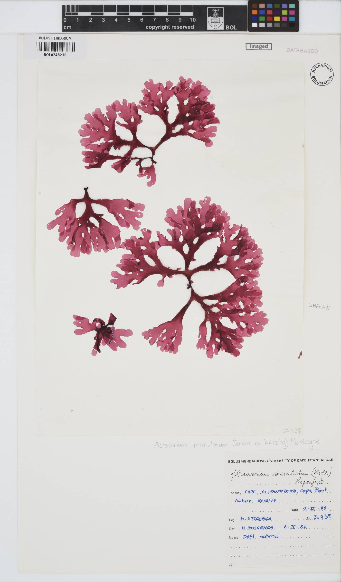 Acrosorium maculatum image
