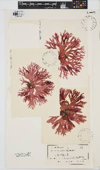 Image of Acrosorium polyneurum