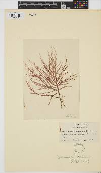 Image of Agardhiella subulata