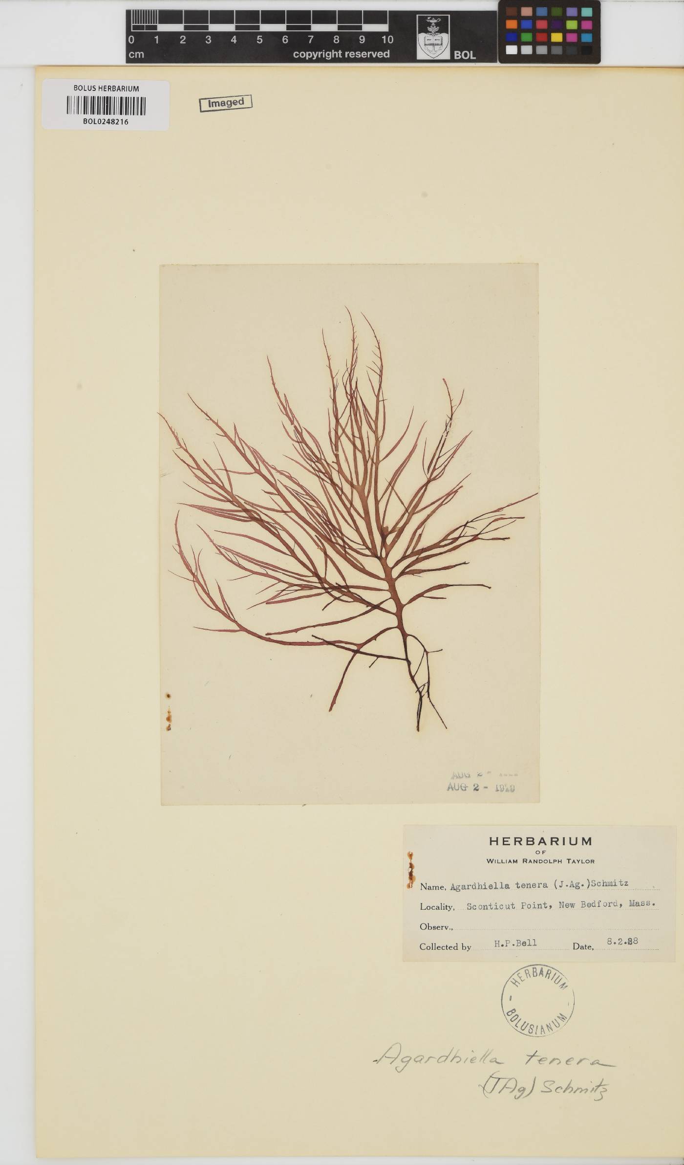 Agardhiella image