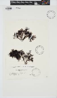 Image of Gymnogongrus durvillei