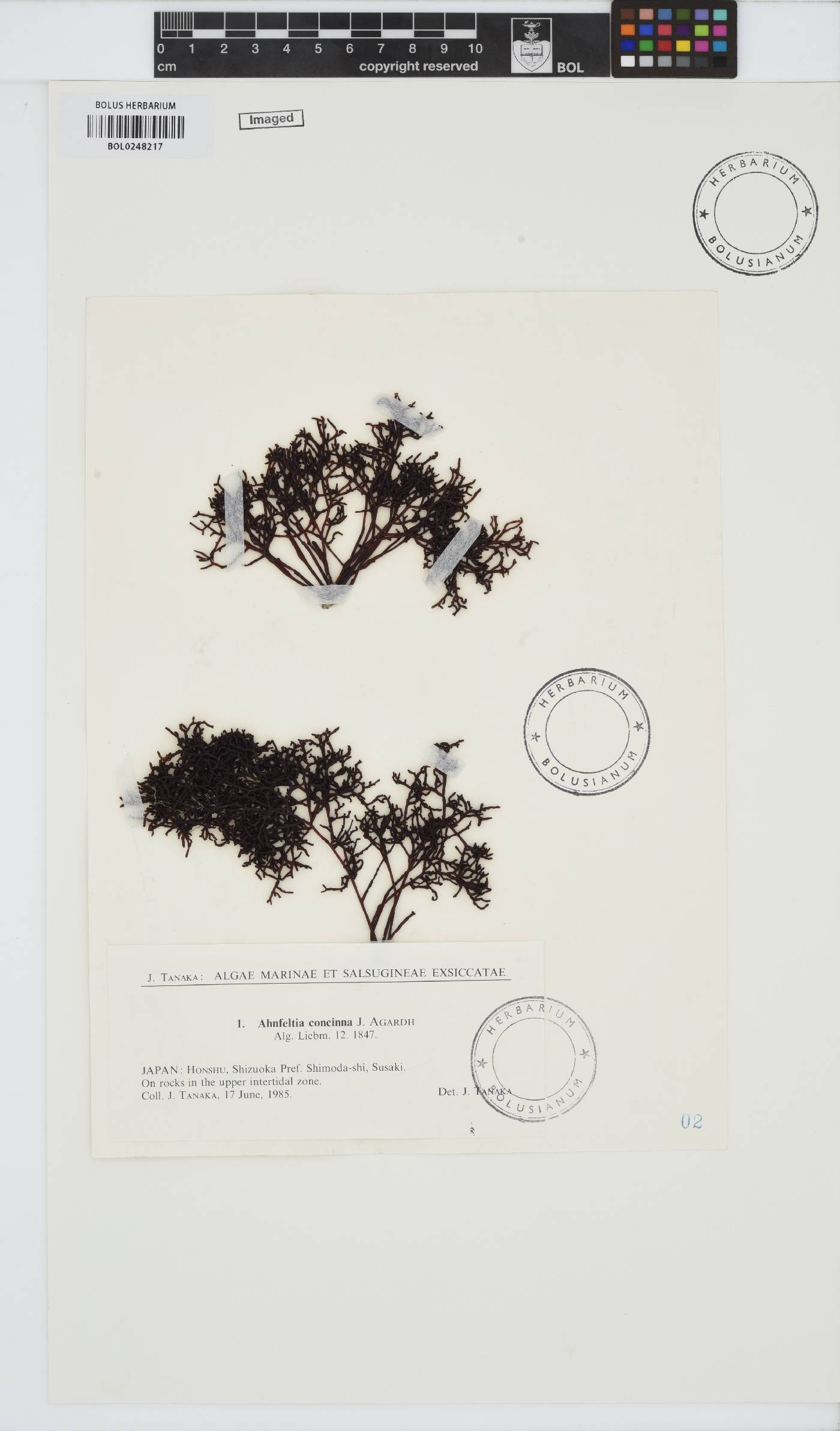 Gymnogongrus durvillei image
